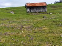 Krokuswiese vor alter Scheune